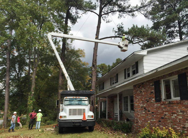 Best Leaf Removal  in Newport, SC