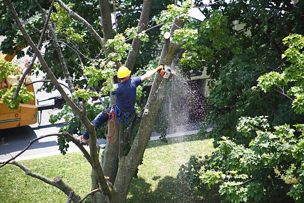 Best Hazardous Tree Removal  in Newport, SC